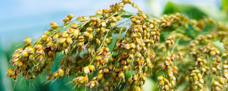 高粱什么时候播种(高粱什么时候播种什么时候收获)