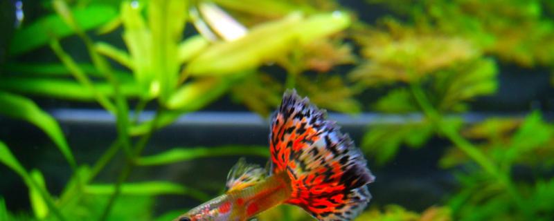 孔雀鱼喂什么长的快 孔雀鱼喂什么长得快?