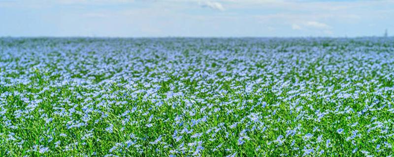胡麻的种植方法(胡麻的种植方法和技术)