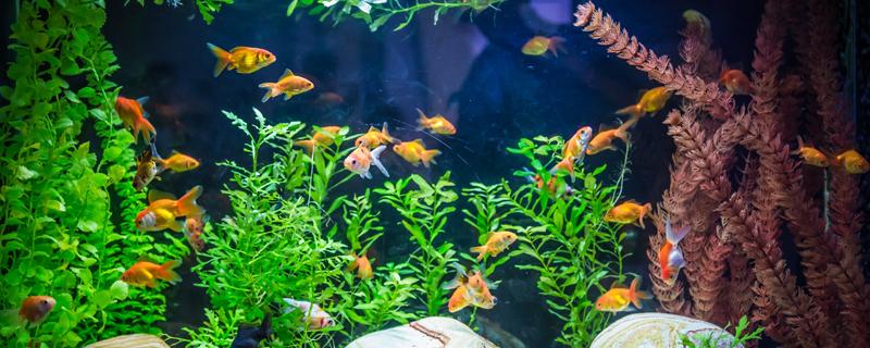 孔雀鱼喜欢软水还是硬水（孔雀鱼喜欢多硬的水）