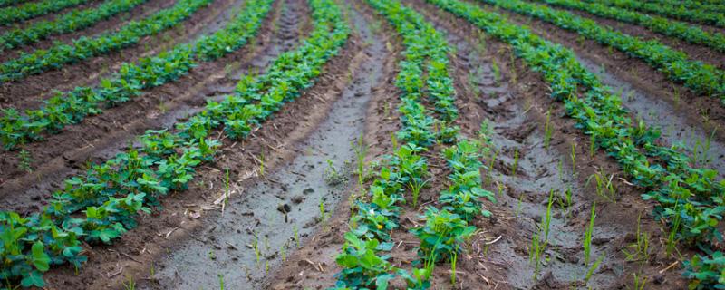 花生出苗后需要浇水吗 花生出苗后要多久才施肥