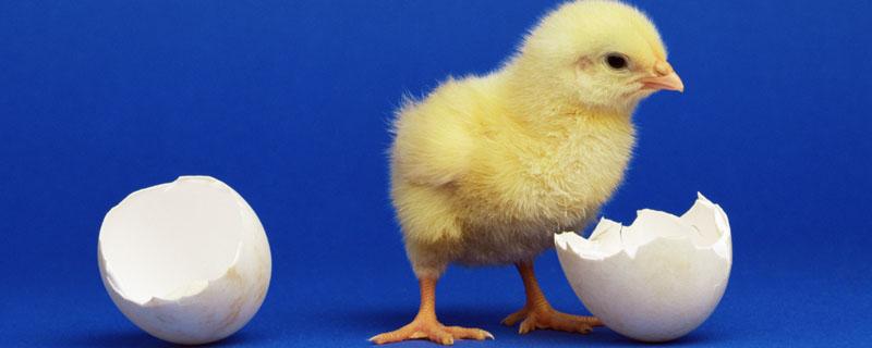 有小鸡的鸡蛋叫什么（有小鸡蛋吗）