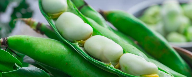 蚕豆的种植时间和方法 蚕豆的种植时间和方法是什么?