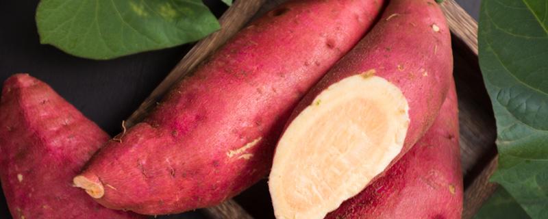 红薯种植技术(红薯种植技术全过程)