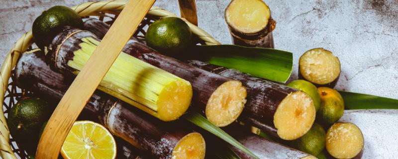 甘蔗苗埋进土里的正确方法 甘蔗怎么埋才能安全过冬