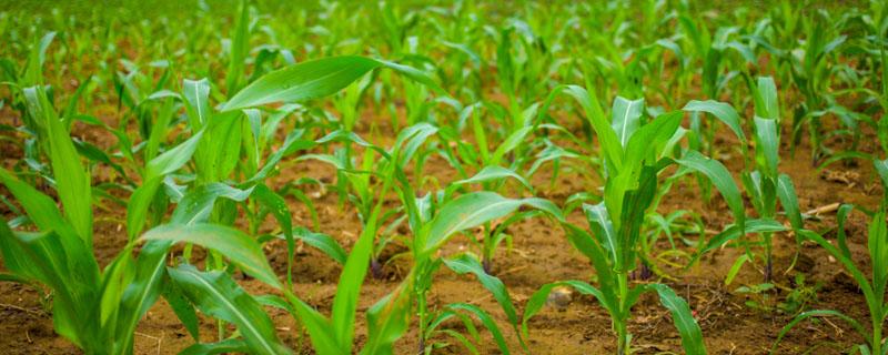 春玉米种植时间 春玉米种植时间表