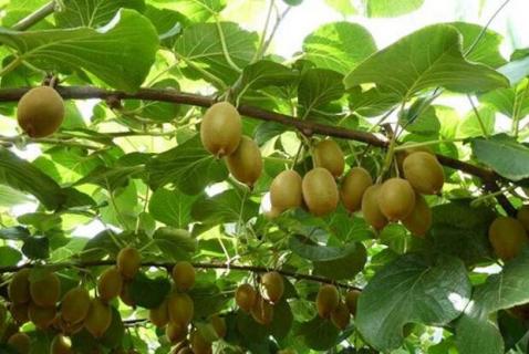 猕猴桃落果咋防治 猕猴桃落果怎么办