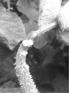 棚内昼夜温差大 大棚昼夜温差大