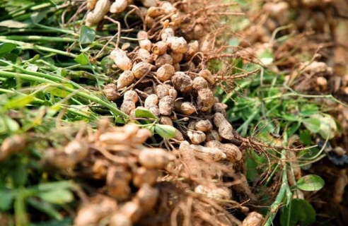 花生红蜘蛛有何危害 花生红蜘蛛有何危害图片