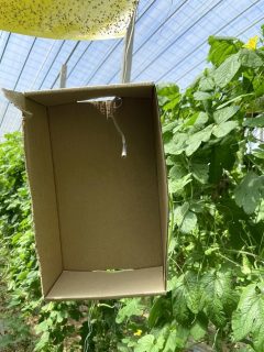 五月温光转好（五月晴光照太清）