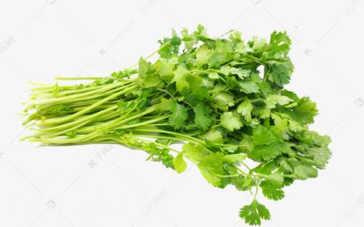 香菜菌核病如何防治 香菜菌核病如何防治好