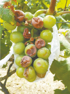 葡萄缩果原因及防治措施（葡萄缩果原因及防治措施有哪些）