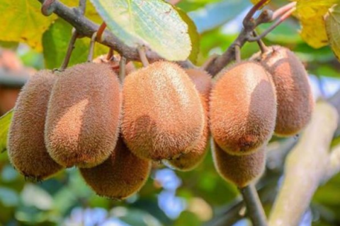 夏季猕猴桃管理注意这四点（猕猴桃春季管理技术要点）