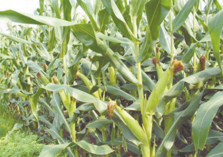 玉米缺锌有办法 玉米缺锌有办法补充吗