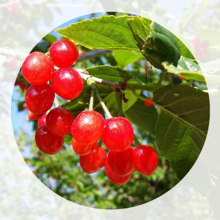 樱桃采果后要防这些病虫害 樱桃采摘后施什么肥料好