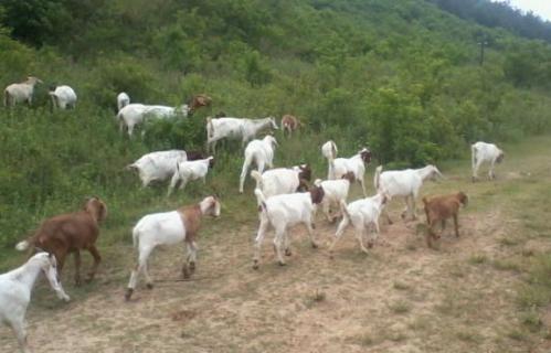 波尔山羊 波尔山羊价格今日羊价格表