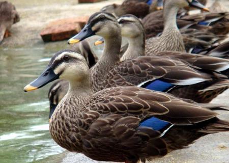 斑嘴野鸭 斑嘴野鸭是不是野生的