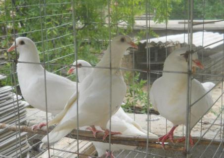 白羽王鸽（白羽王鸽多少钱一只）