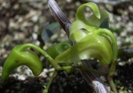 铁皮石斛 铁皮石斛的作用与功能主治