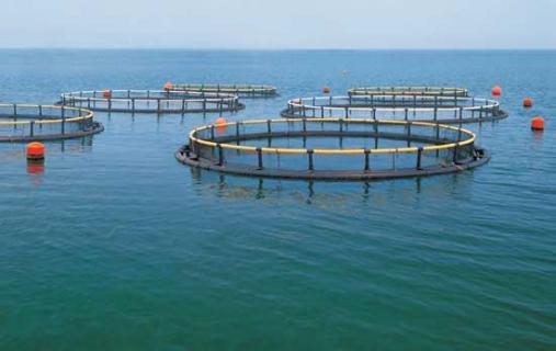 水产养殖专业（水产养殖专业就业方向及前景）