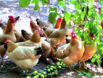 封开杏花鸡 封开杏花鸡的特点