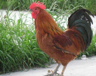 南丹瑶鸡 南丹瑶鸡图片