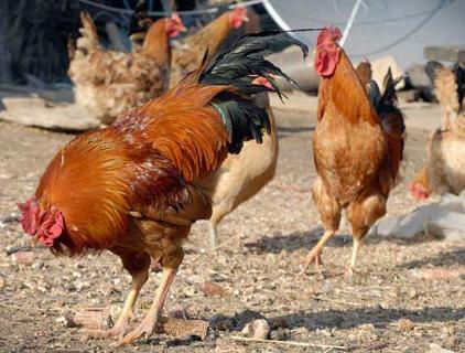 大骨鸡（大骨鸡的特征）