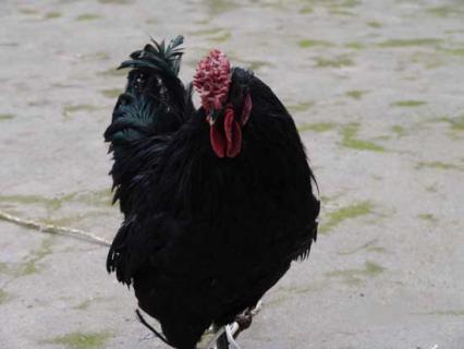 旧院黑鸡（旧院黑鸡简介）