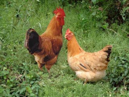 河田鸡（河田鸡是哪里的特产）