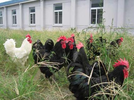狼山鸡（狼山鸡简介）