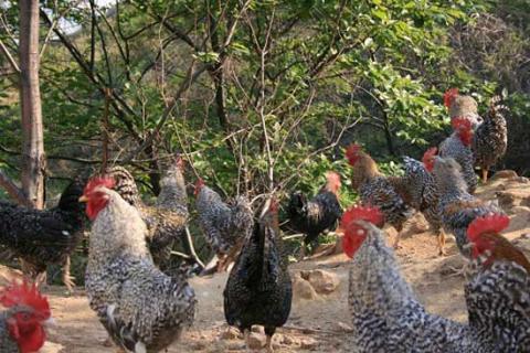 汶上芦花鸡（汶上芦花鸡多少钱一斤）