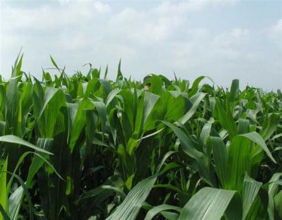 墨西哥玉米草（墨西哥玉米草是多年生还是一年生）