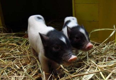 小香猪（小香猪视频可爱）