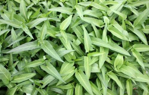 空心菜（空心菜怎么做好吃）