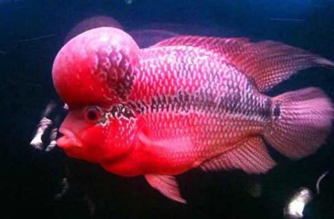 罗汉鱼 罗汉鱼的养殖方法和注意事项