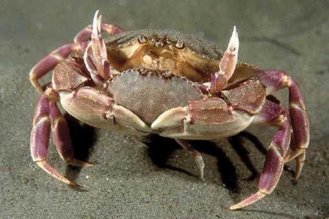 大闸蟹 大闸蟹图片