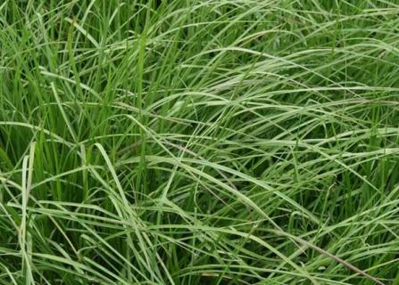 百喜草（百喜草又叫什么草）