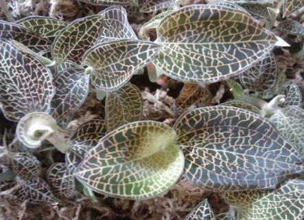 金线莲（金线莲价格多少钱一斤2023）