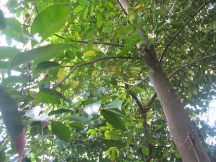 沉香树 沉香树苗适合在哪里种植