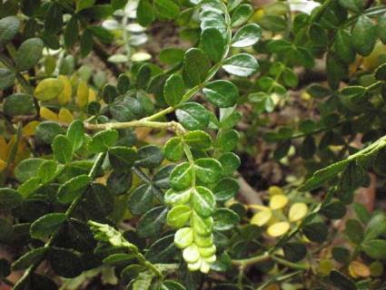 清香木 清香木黄叶掉叶怎么回事