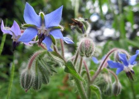 琉璃苣（琉璃苣的花语）