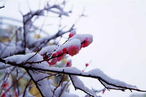 腊梅花（腊梅花可以泡水喝吗）