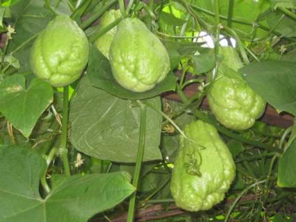 佛手瓜（佛手瓜种子）