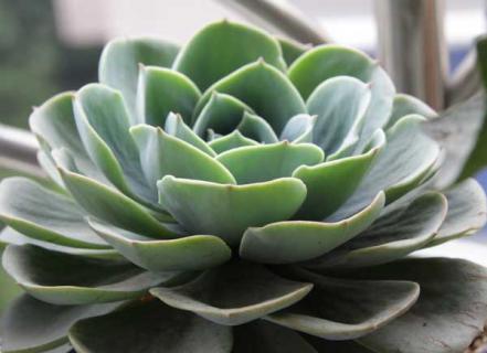 观音莲（观音莲有几种）