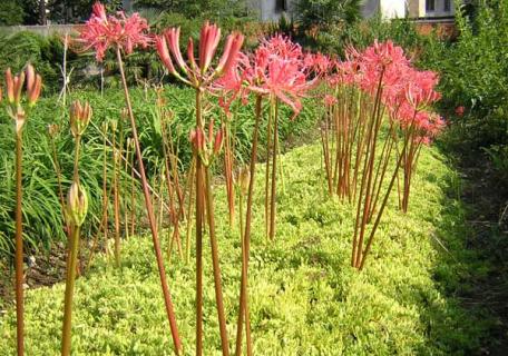 彼岸花（彼岸花的花语和寓意）
