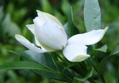 栀子花（栀子花的花语）