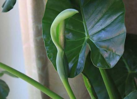 滴水观音（滴水观音黄叶干尖怎么办）