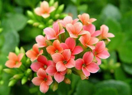 长寿花（长寿花怎样剪枝）