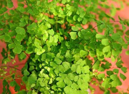 铁线蕨（铁线蕨的养殖方法和注意事项有哪些）