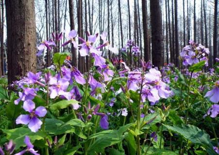 二月兰（二月兰花图片）